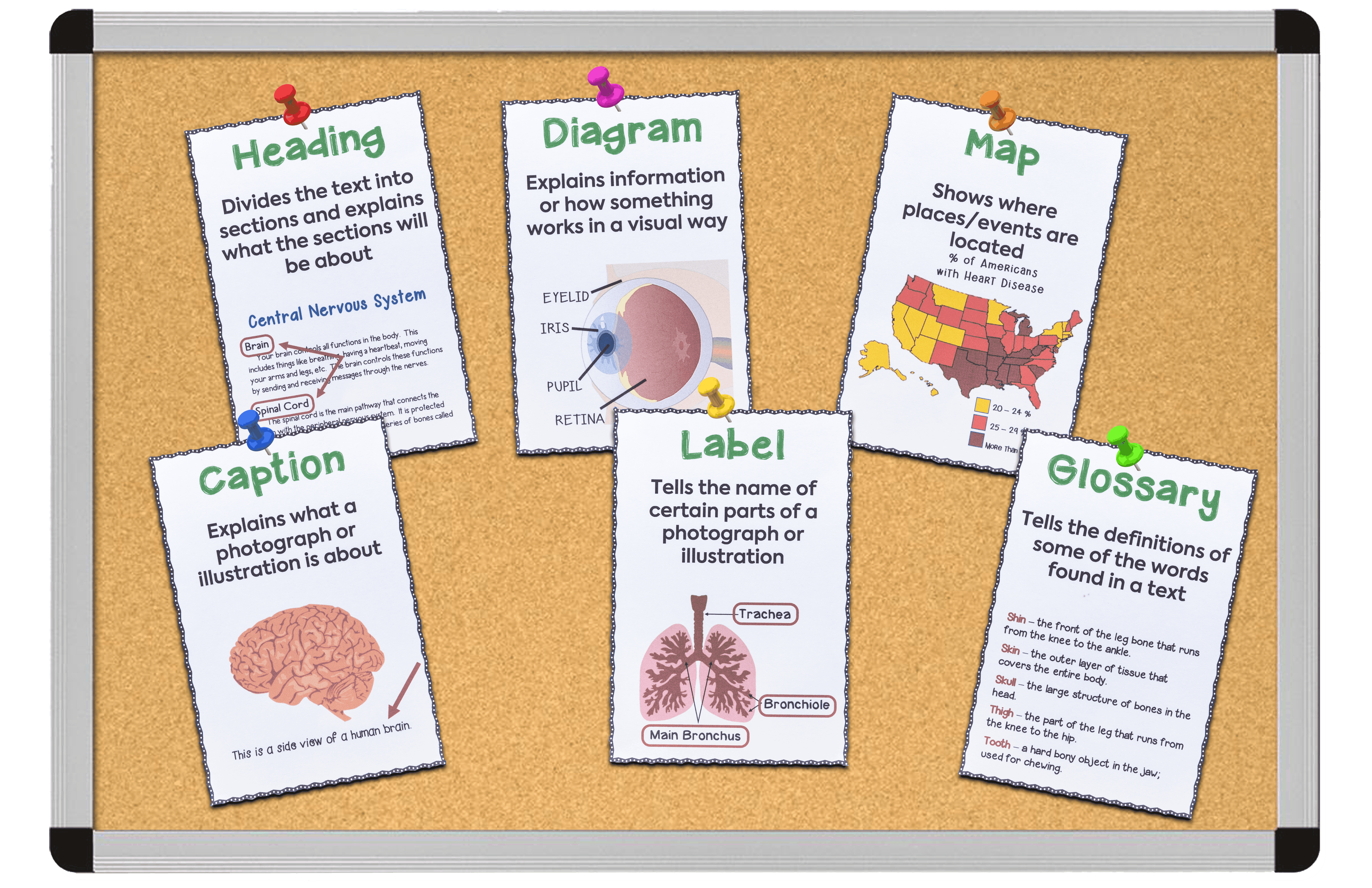 text feature posters for 3rd, 4th, and 5th grade