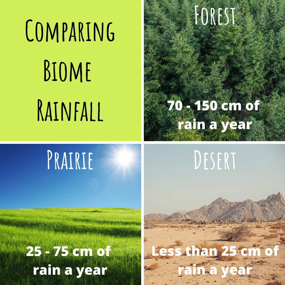 an example of a compare and contrast visual created using the online tool Canva